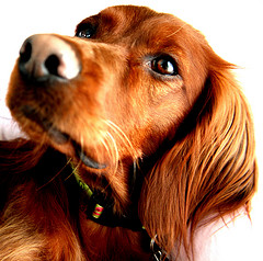 Irish Setter